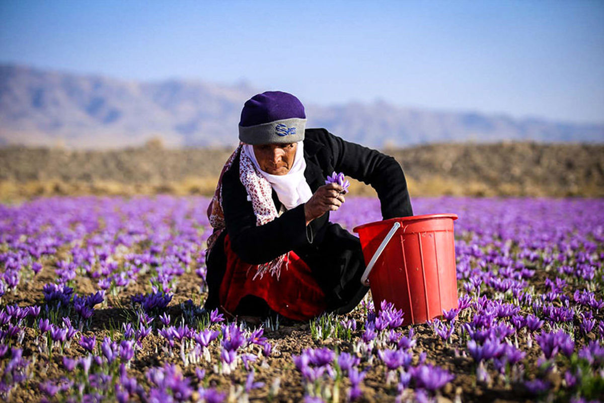 تمامی مطالبات زعفران‌کاران پرداخت شد