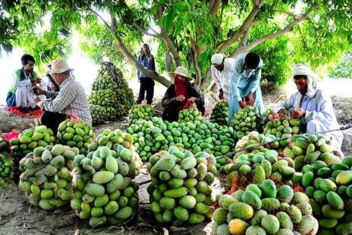 بررسی میزان استفاده آب در باغ انبه سیستان و بلوچستان