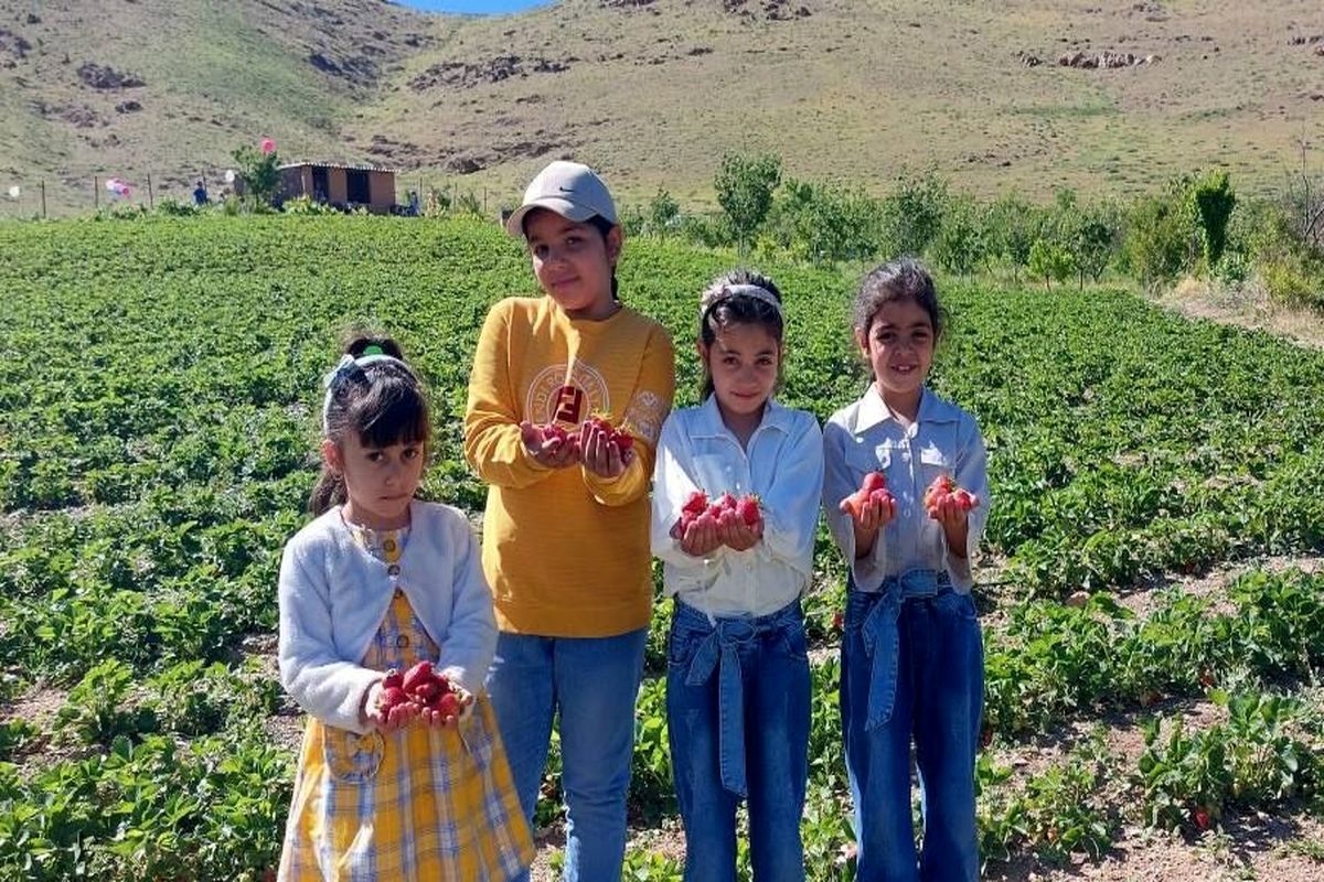 برگزاری سومین جشنواره برداشت توت فرنگی در روستای گردشگری فارسبان نهاوند/ محصولی ارگانیک با طعمی ماندگار