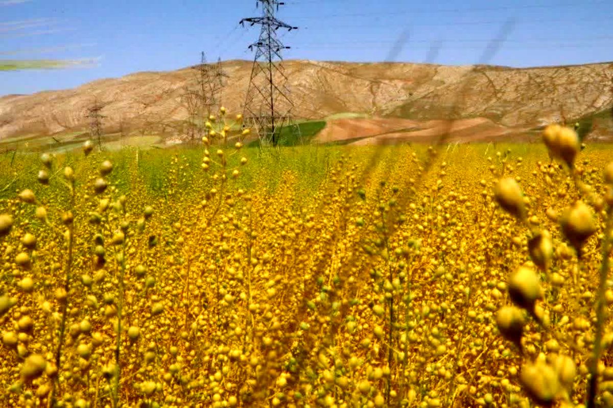 تحقق ۹۳ درصدی برنامه جهش تولید در دیمزارهای لرستان