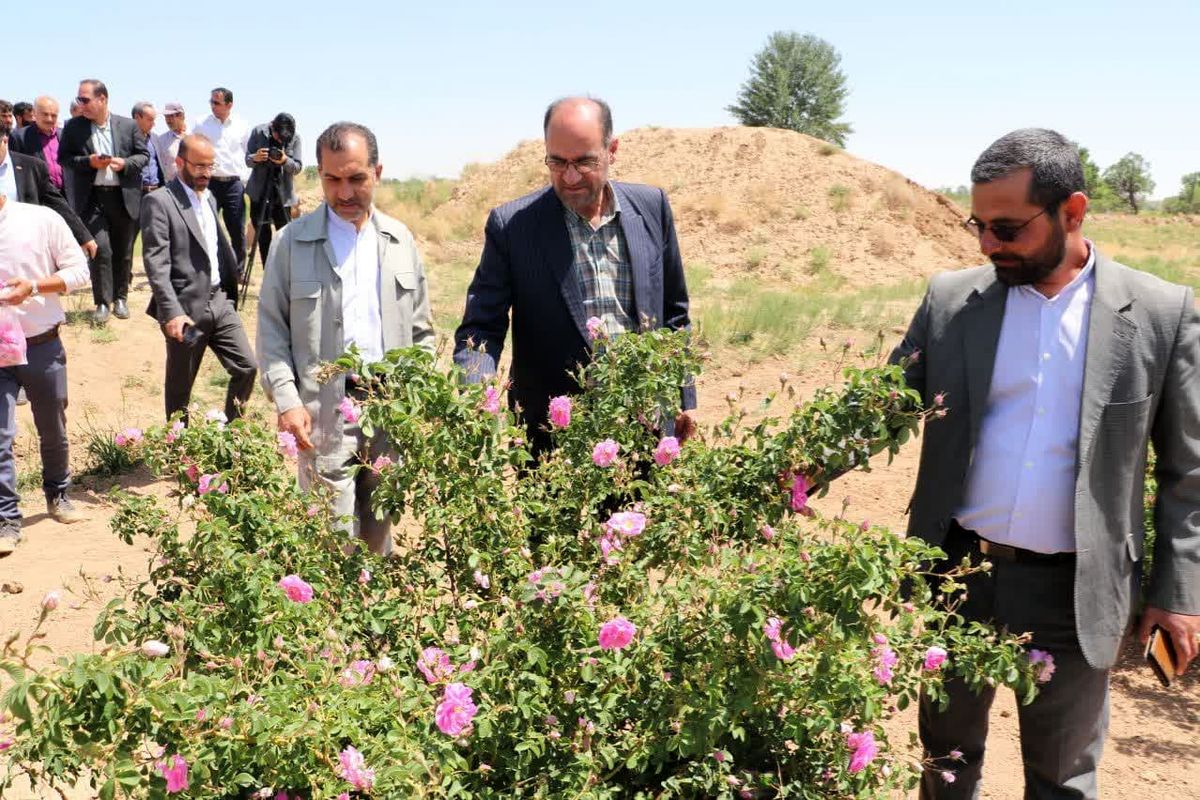 اولین جشنواره گل محمدی شهرستان در روستای خوزنین برگزار شد