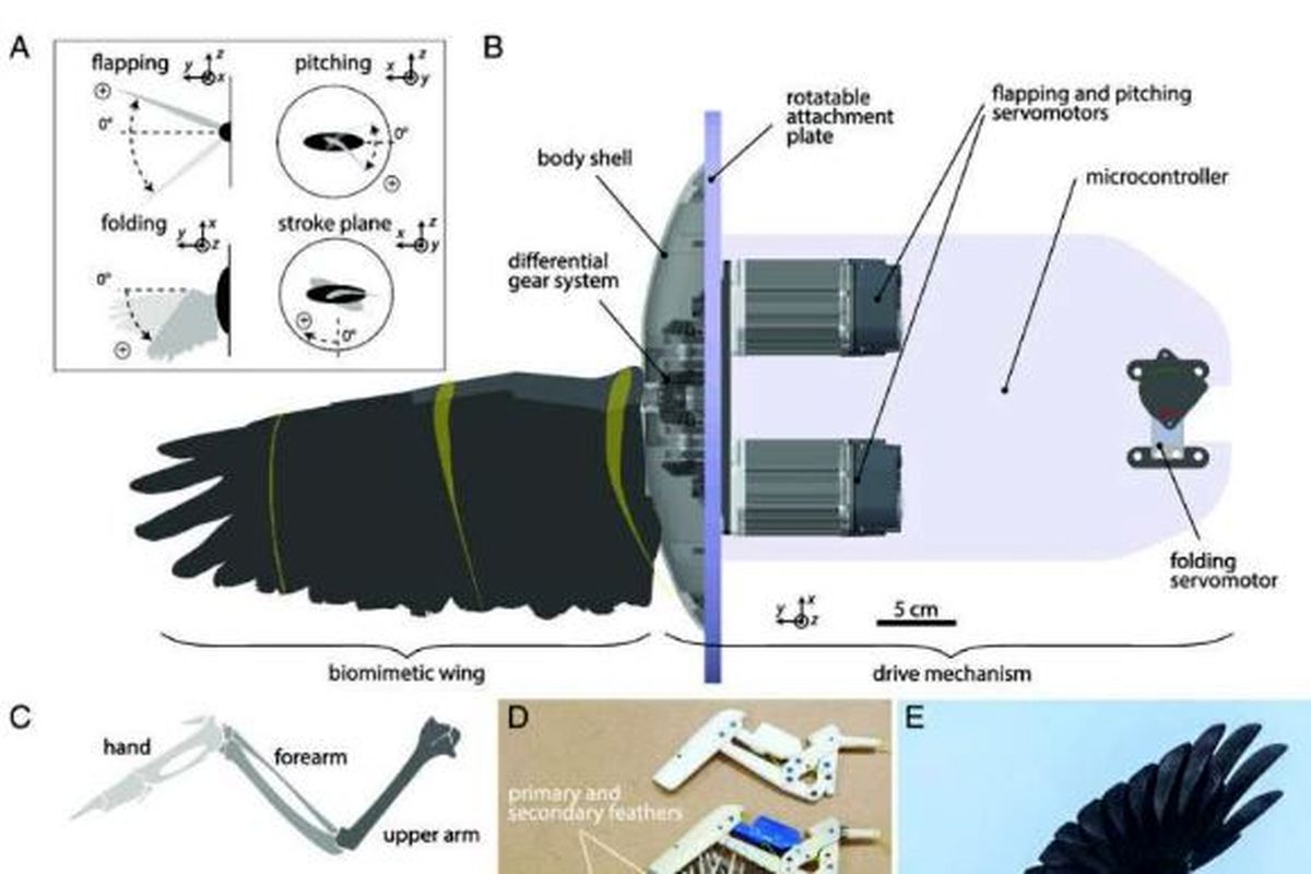 توسعه بال‌های رباتیک با الهام‌گیری از پرندگان برای پهپادها