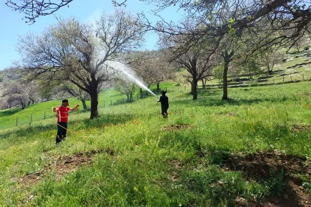 حمله ملخ به مزارع جدی است/ لزوم بسیج همه امکانات برای مبارزه با آفت/ آغاز عملیات مبارزه شیمایی