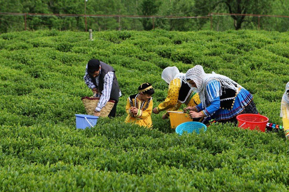 آغاز برداشت برگ سبز چای/ قیمت برگ سبز چای اعلام شد