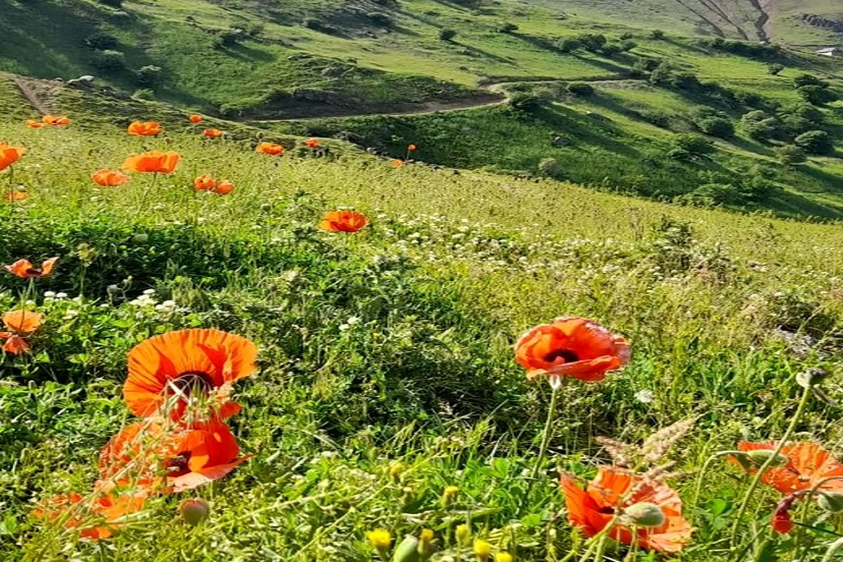 افزایش دما در گیلان