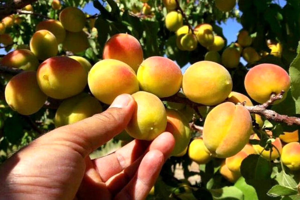 افزایش  ۳۰ درصدی تولید زردالو در شهرستان تفتان