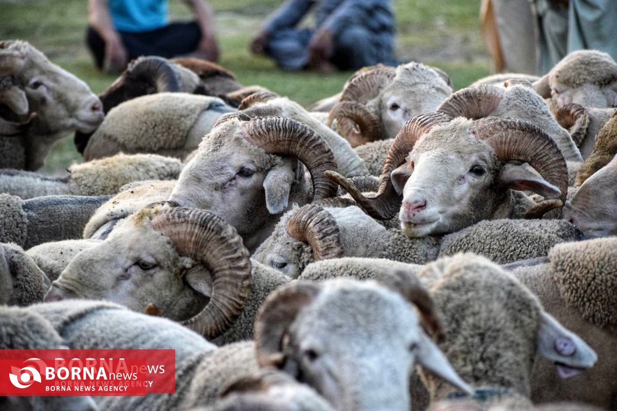 بازار فروش دام کشمیر در آستانه عید قربان