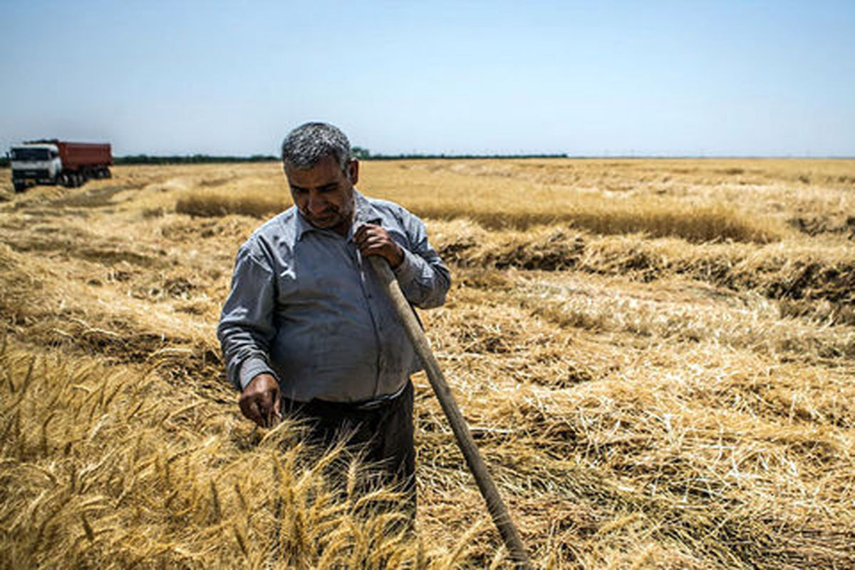 پیش بینی تولید بیش از یک میلیون تُن گندم در گلستان به کمتر از ۵۰۰ هزار تُن رسید