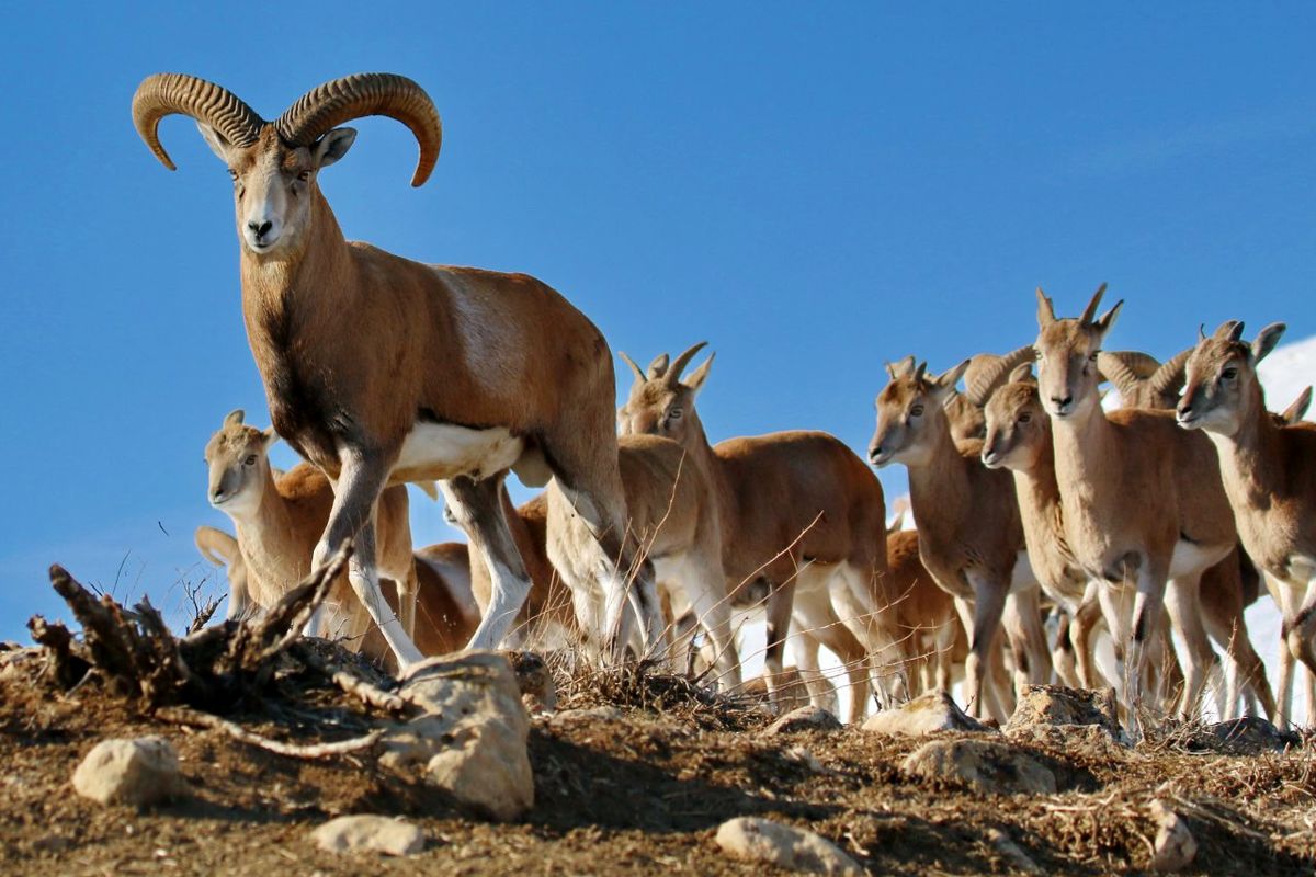 سرشماری ۲۳۰۰ رأس قوچ و میش ارمنی در آذربایجان غربی