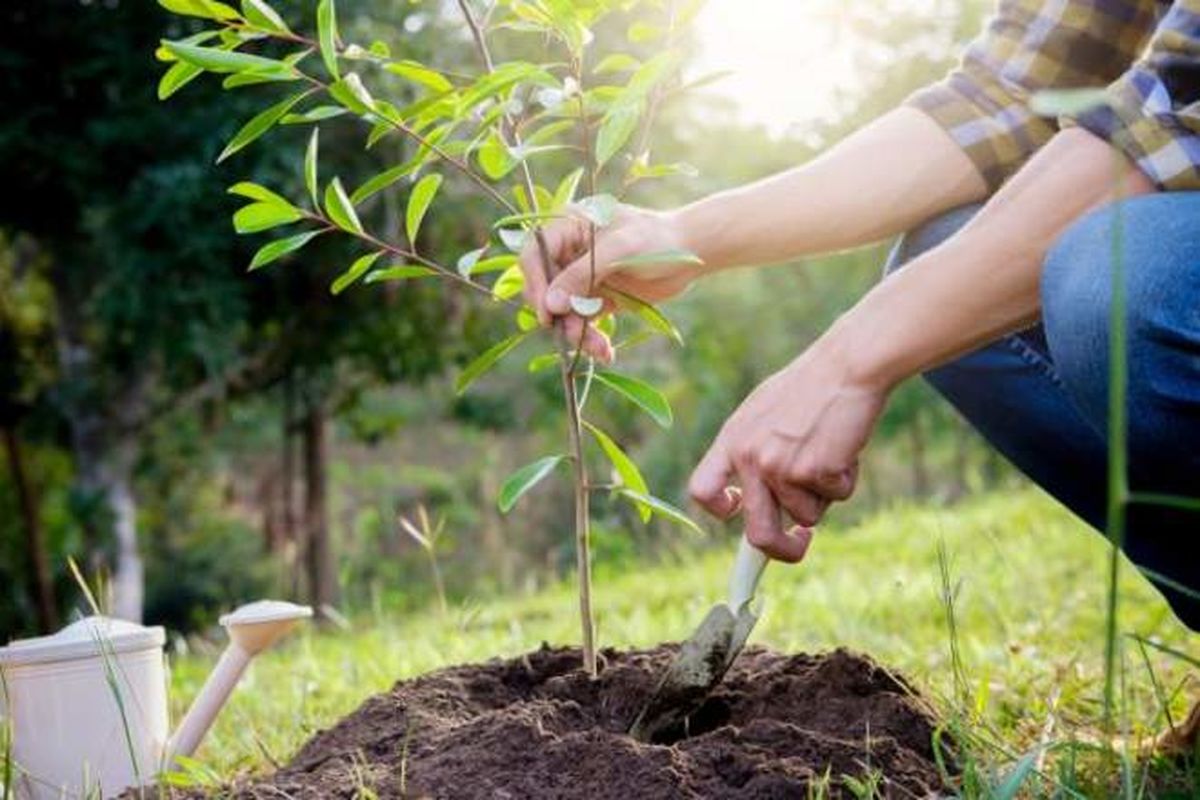 کاشت ۶۰ اصله درخت به جای ۲۲ اصله درخت خشک شده در بوستان خیام