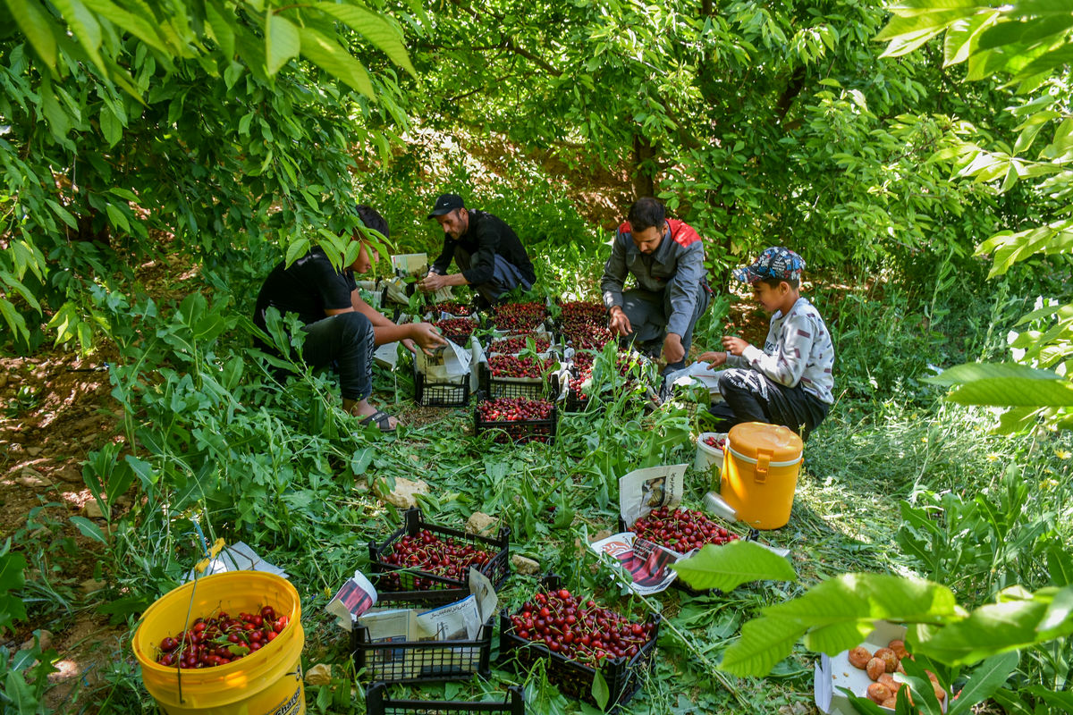 برداشت ۲۰ هزار تن گیلاس و آلبالو در کردستان