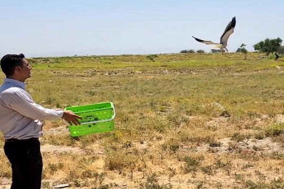 رهاسازی"کور کور بال سیاه" در طبیعت شوشتر