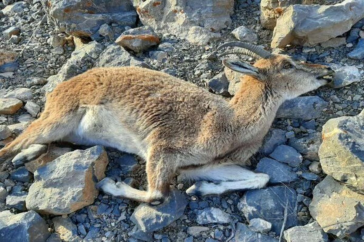 بیماری طاعون نشخوارکنندگان کوچک در پناهگاه حیات وحش انگوران مشاهده شد