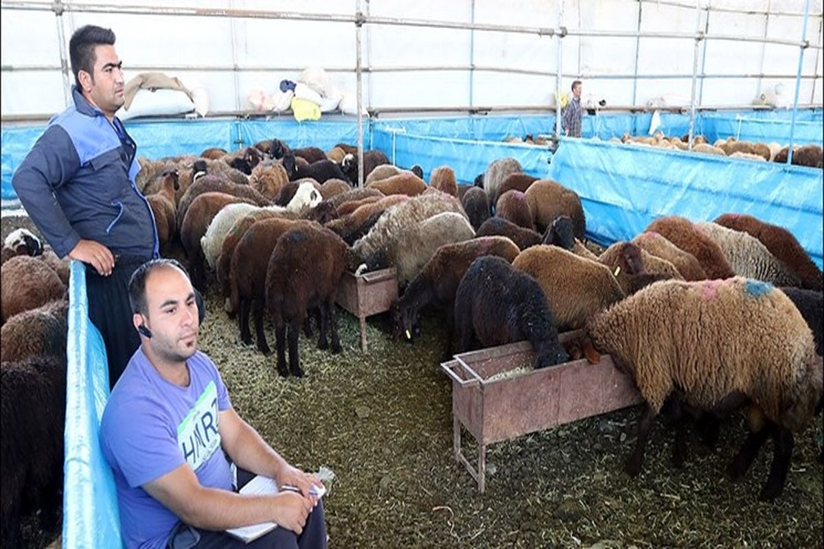 شهروندان دام زنده مورد نیاز خود را از مراکز بهداشتی تعیین شده خریداری کنند