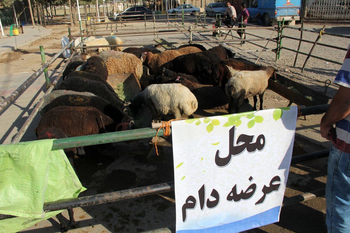 ۱۴ جایگاه برای ذبح دام در کلانشهر کرج پیش بینی شده است