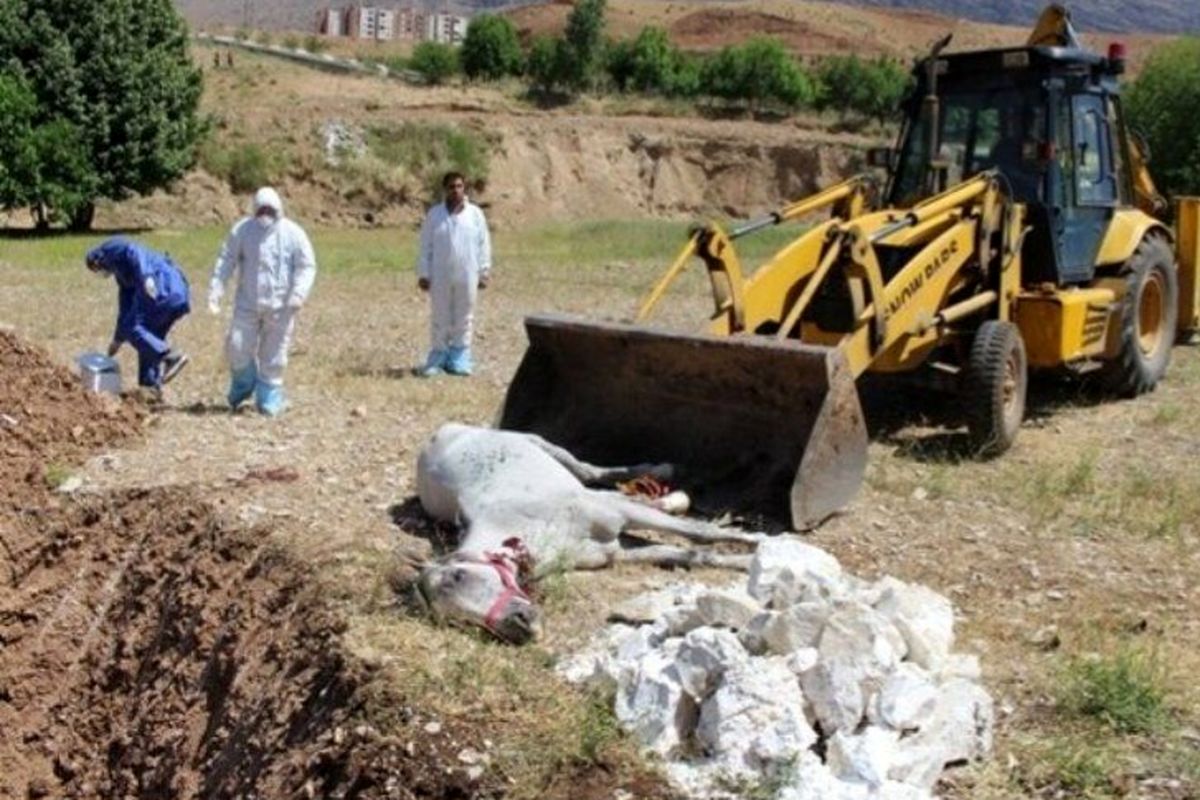 معدوم سازی یک راس اسب مبتلا به بیماری مشمشه در یاسوج