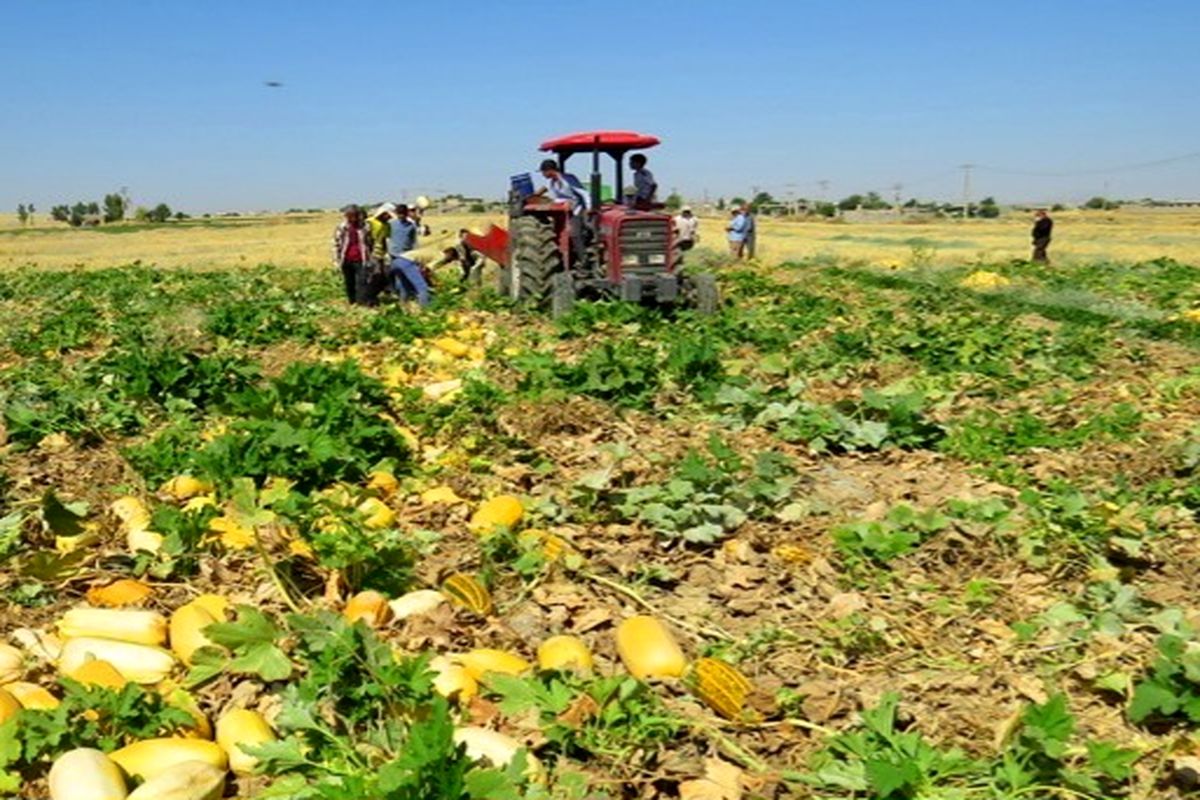 آغاز برداشت کدو آجیلی از مزارع در شهرستان کهگیلویه