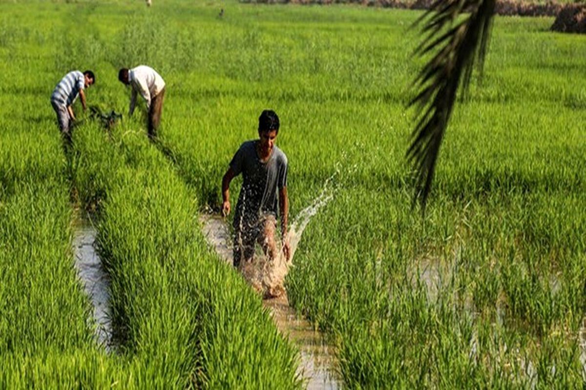 کشت ۱۸ هکتار شلتوک تابستانه در آبادان