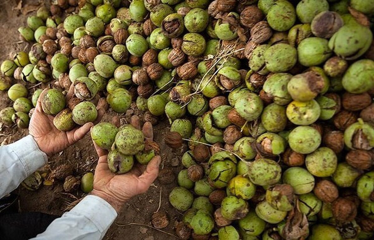 پیش بینی ۱۶۰۰ تُنی برداشت گردو از مزارع خوزستان