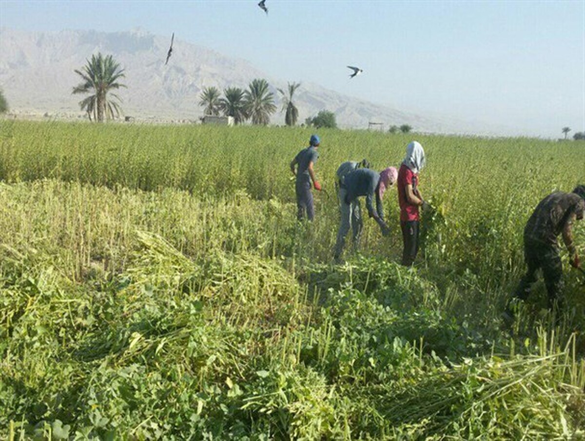 پیش بینی برداشت ۱۷ هزار تُن کنجد در خوزستان