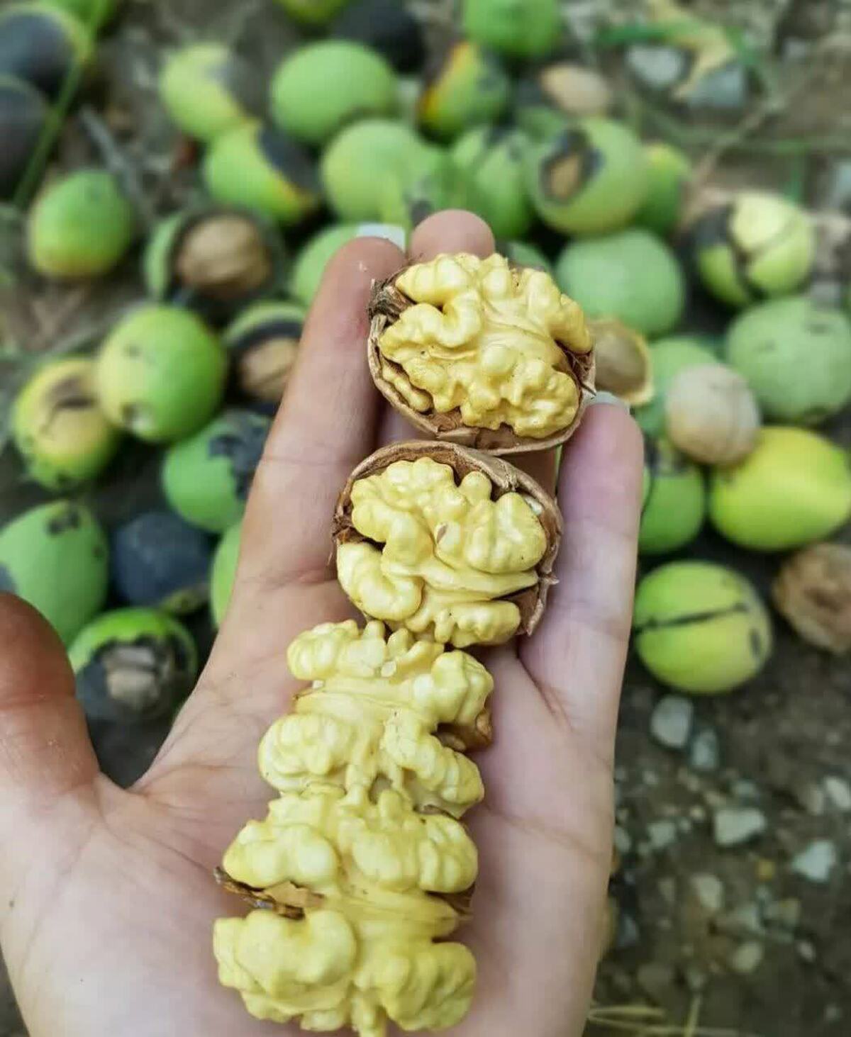 آماده‌سازی پرونده ثبت ملی ۶ اصله درخت گردو و ۲ قلعه تاریخی در بافت