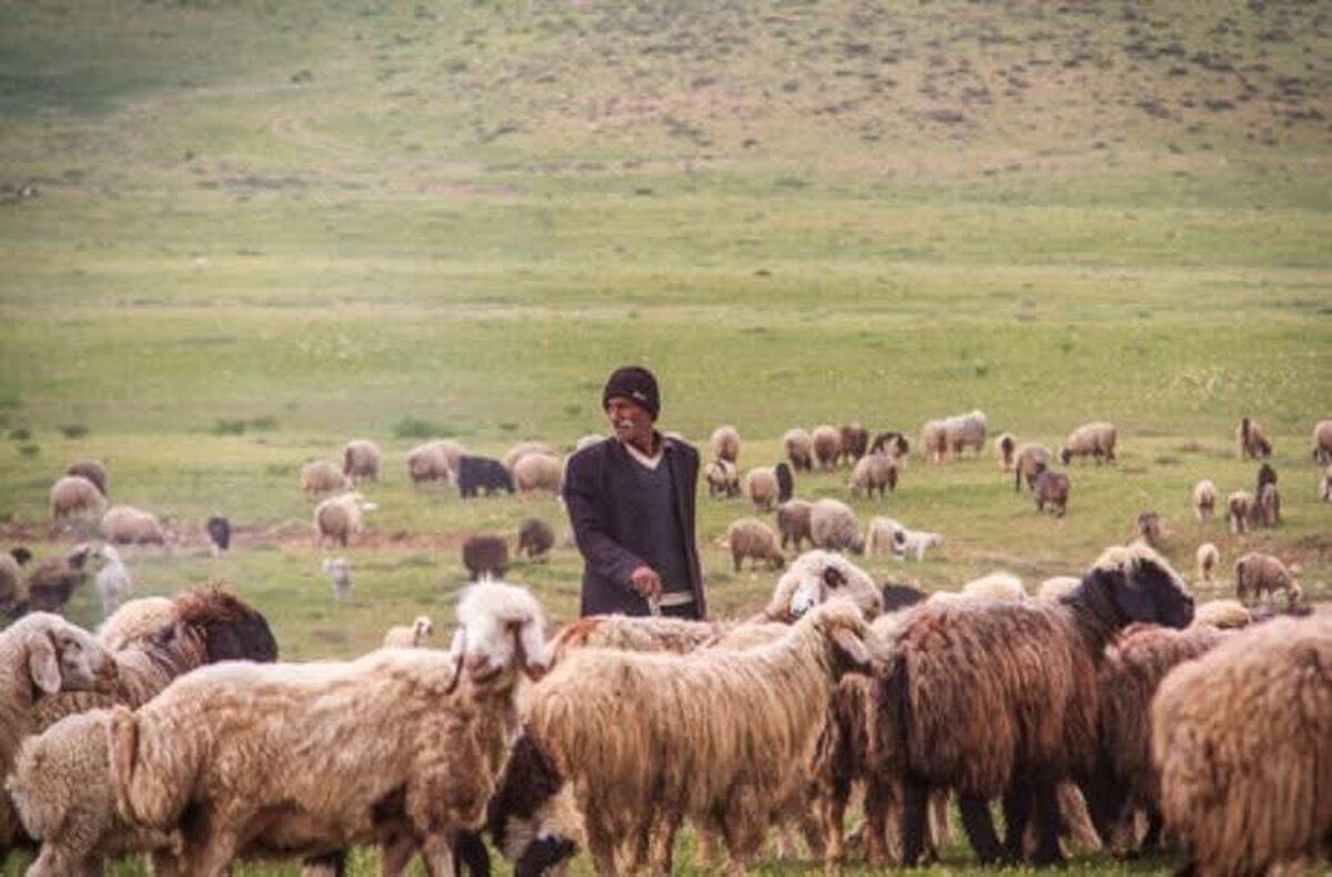 آغاز طرح تولید قراردادی دام عشایر لرستان