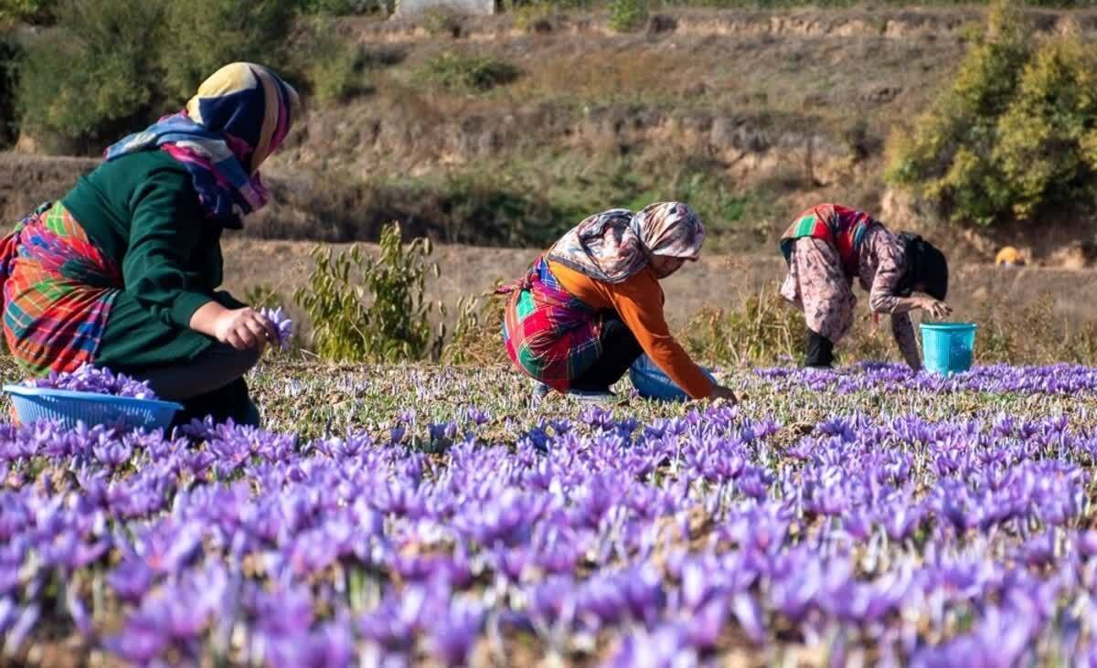 اولین جشن زعفران در راویز رفسنجان برگزار می‌شود