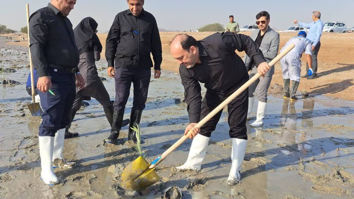 موج خوبی برای درختکاری در استان هرمزگان آغاز شده است