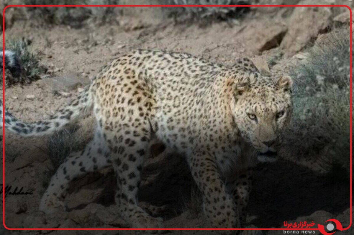 چشم‌در‌چشم شدن با پلنگ ایرانی، در پارک ملی تندوره