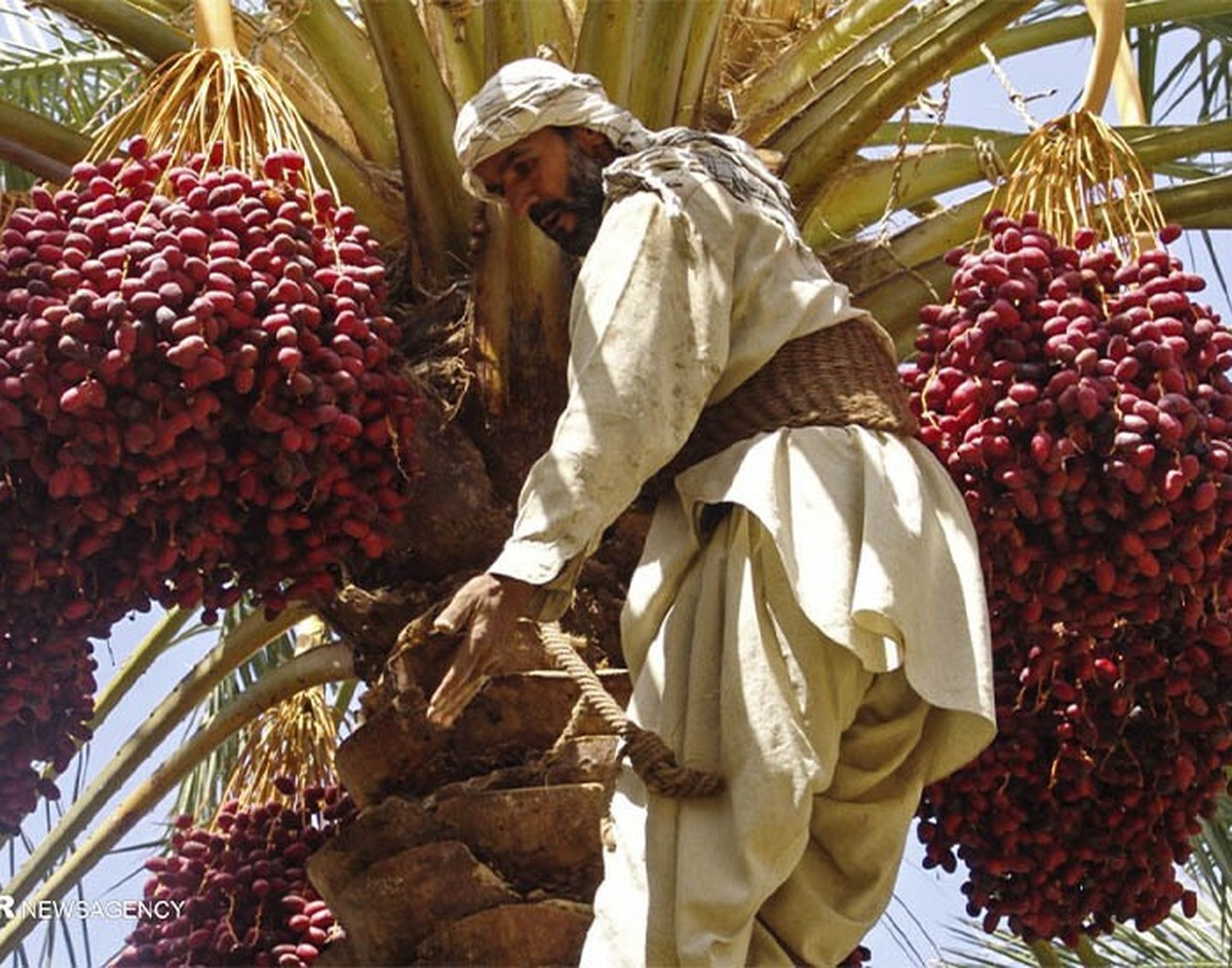 برداشت ۳۰۰ هزار تن انواع خرما در سیستان و بلوچستان