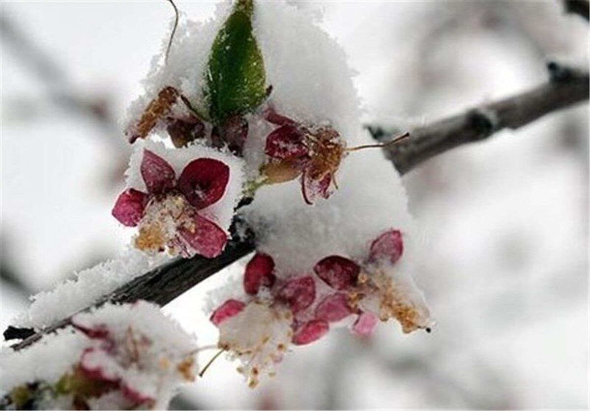 خسارت سرمازدگی به کشاورزان ساوه