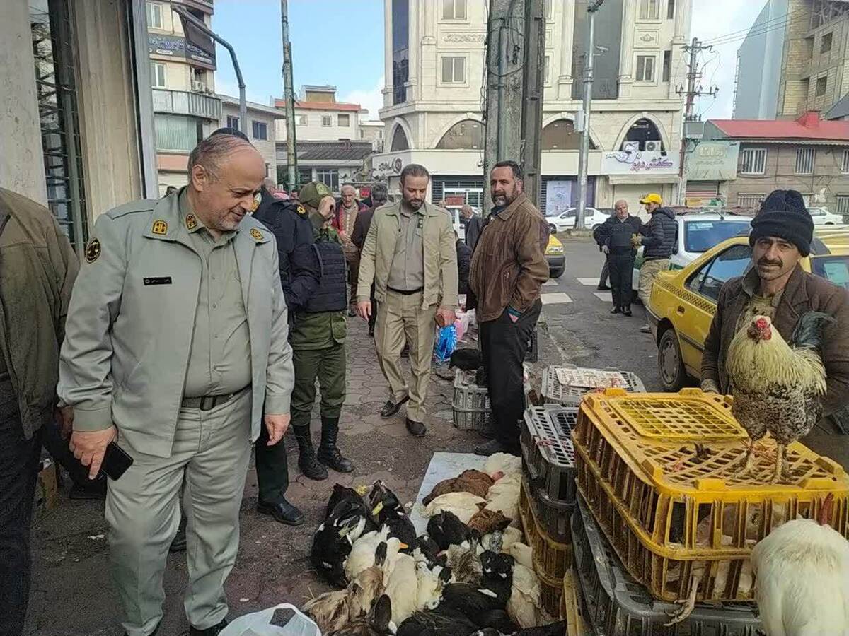 هشدار محیط‌زیست گیلان به فروشندگان پرندگان مهاجر و حیوانات