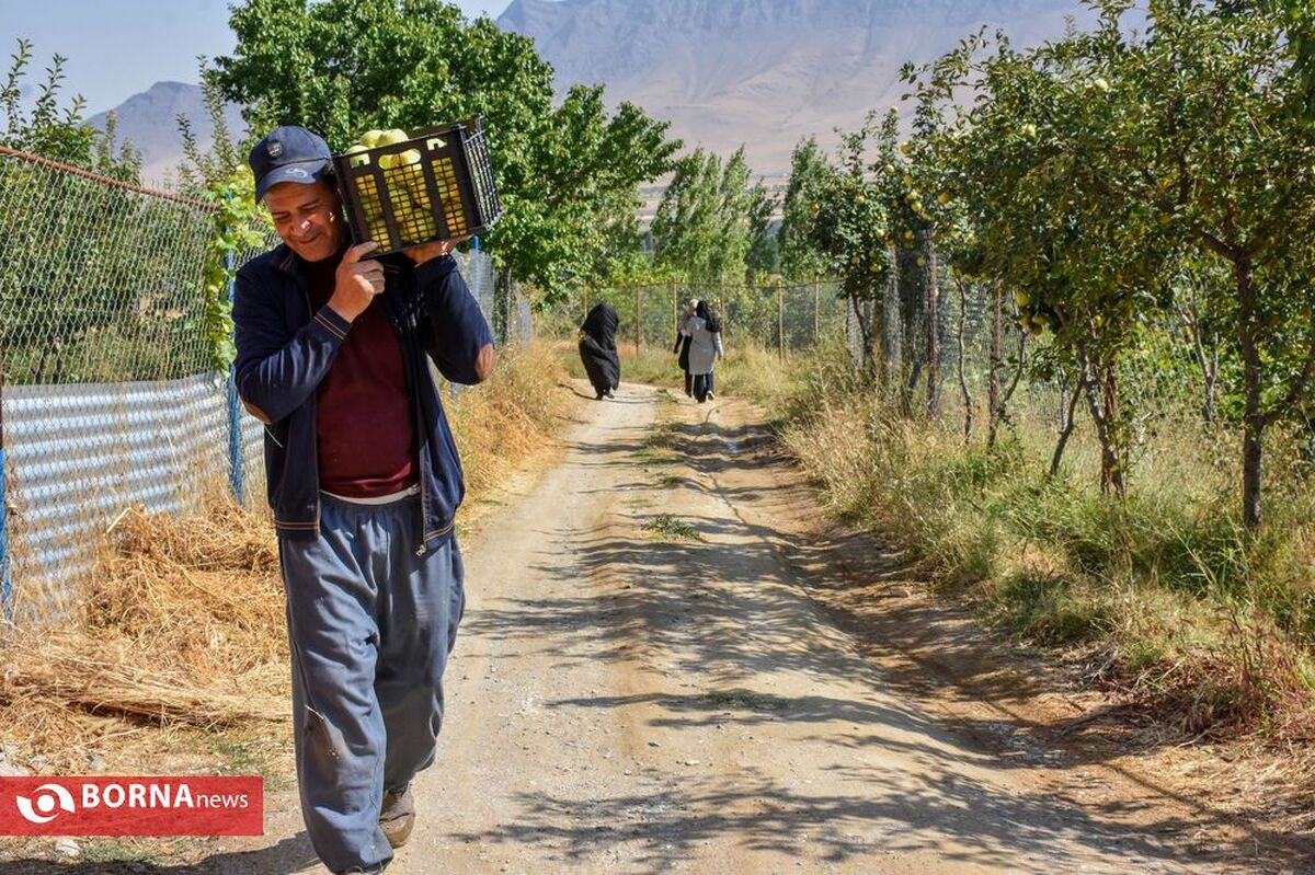 بازار کشاورزی بدون واسطه؛ طرح‌های جدید وزارت جهاد کشاورزی برای کمک به کشاورزان