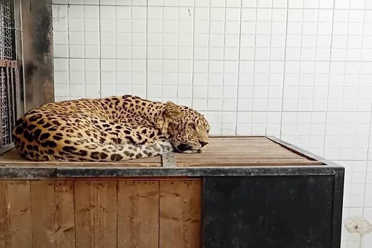 پلنگ بالغ زنده گیری شده در باغ وحش ارم به سر می‌برد