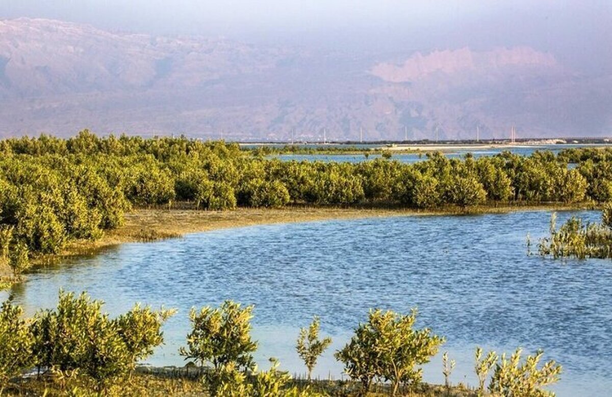 هرمزگان بیش از هزار گونه گیاهی دارد