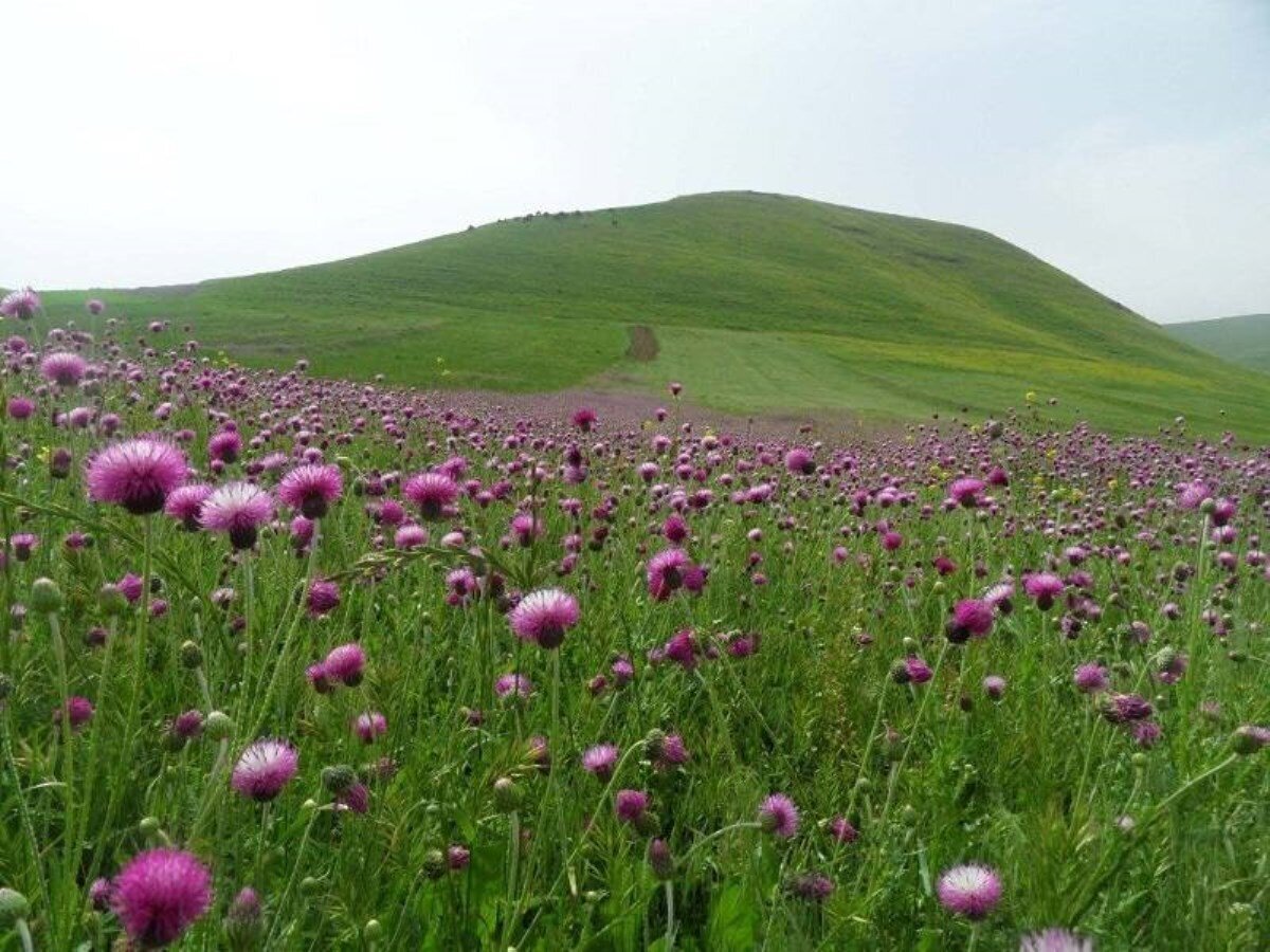 جلای روح در طبیعت زیبای مغان و تماشای طبیعت سبز میان کوه