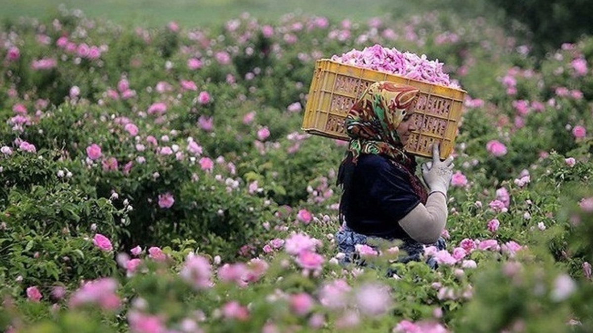 آغاز برداشت  ۷۵۰ تن گل‌محمدی در آذربایجان‌غربی