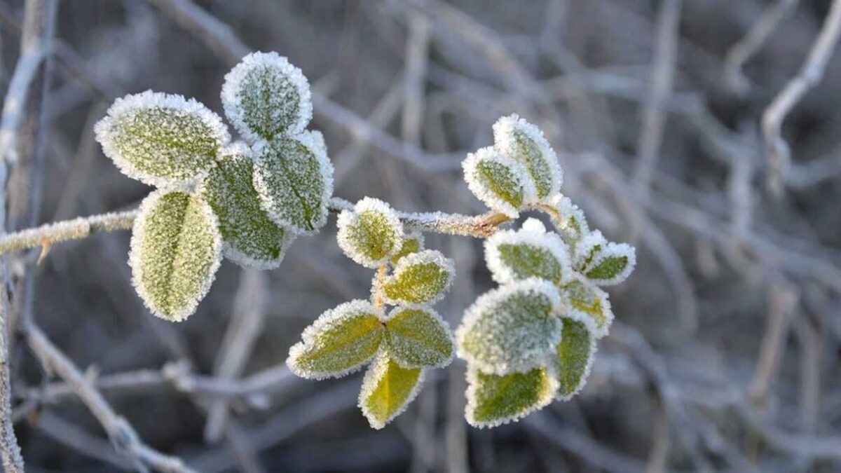 هشدار سرما زدگی به باغداران همدان