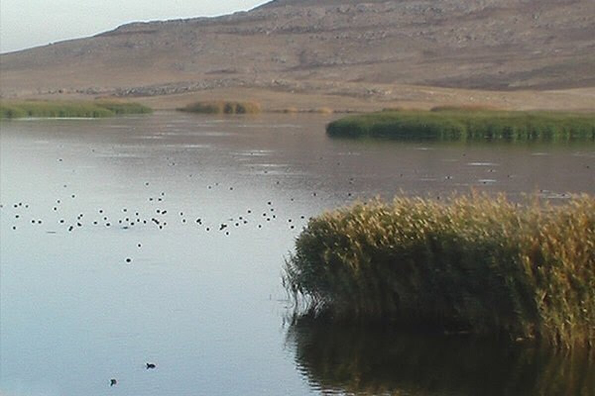 باران جان دوباره به ۴۰ هزار هکتار از تالاب هامون جازموریان بخشید