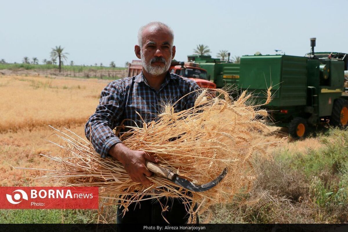 برداشت بیش از ۱۸۰۰ تُن گندم در آبادان