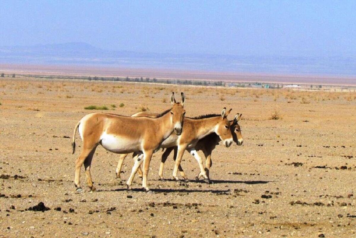 سومین گورخر پارک ملی کویر سمنان به دنیا آمد