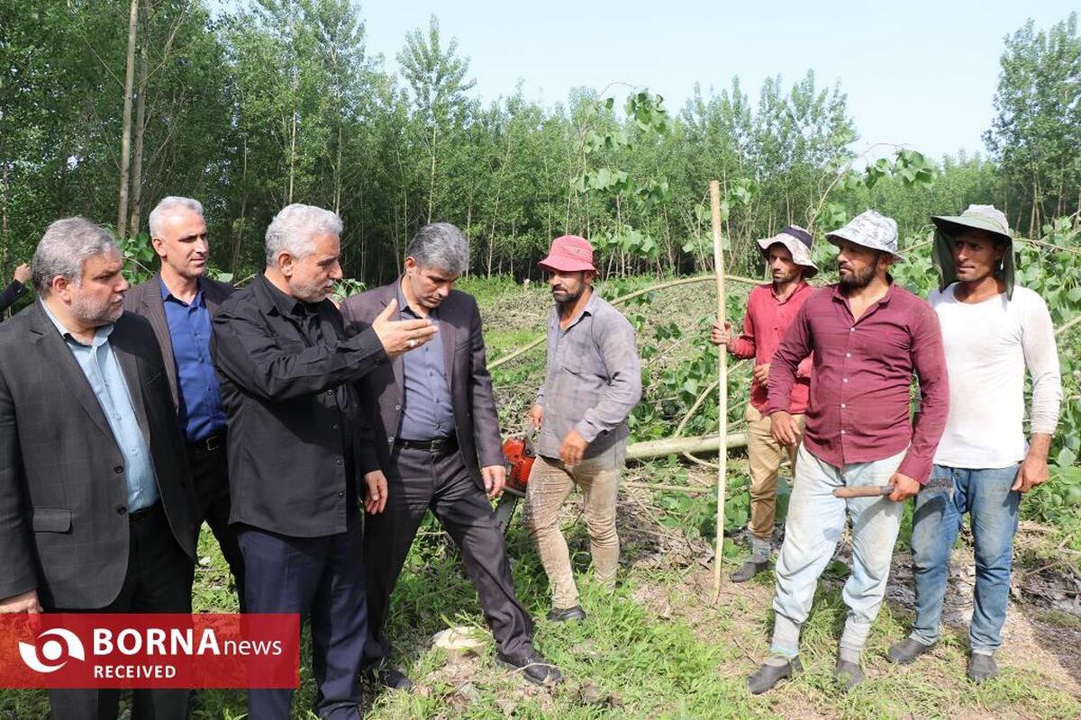 رشد زراعت چوب نیاز کارخانه های فعال فرآوری چوب گیلان را تامین می کند