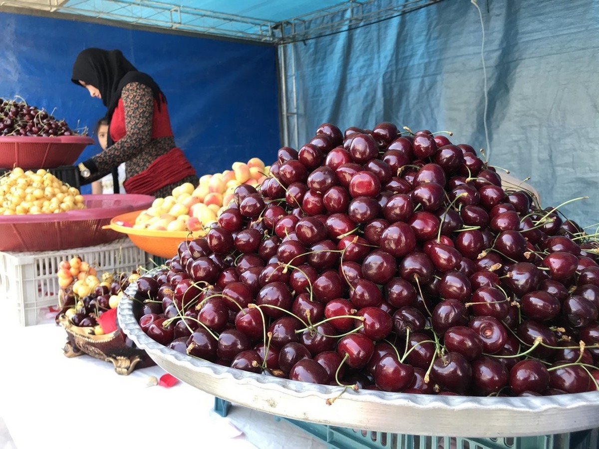 کاهش پنجاه درصدی تولید گیلاس در اشنویه