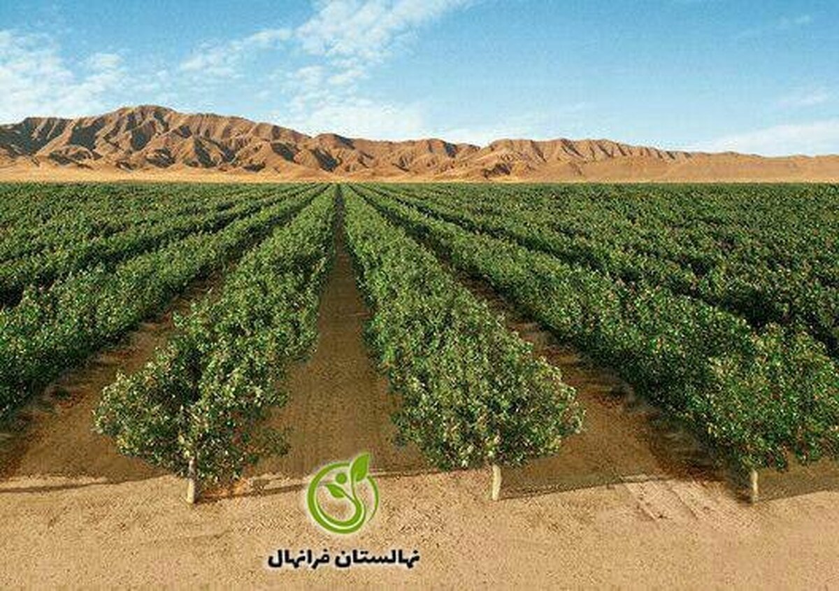 راهنمای جامع خرید نهال و انواع نهال های درختی و خوشه ای