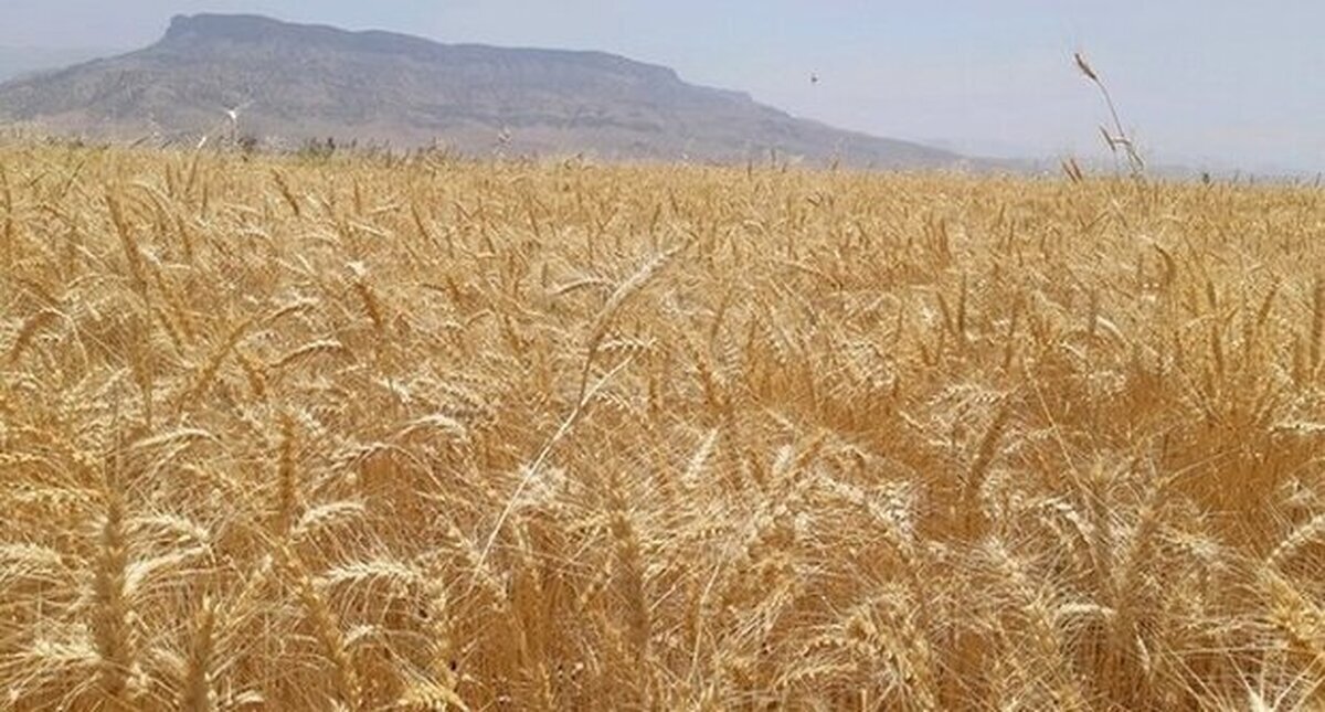 پیش بینی خرید۵۰ هزار تن جو بصورت تضمینی از کشاورزان استان قزوین 