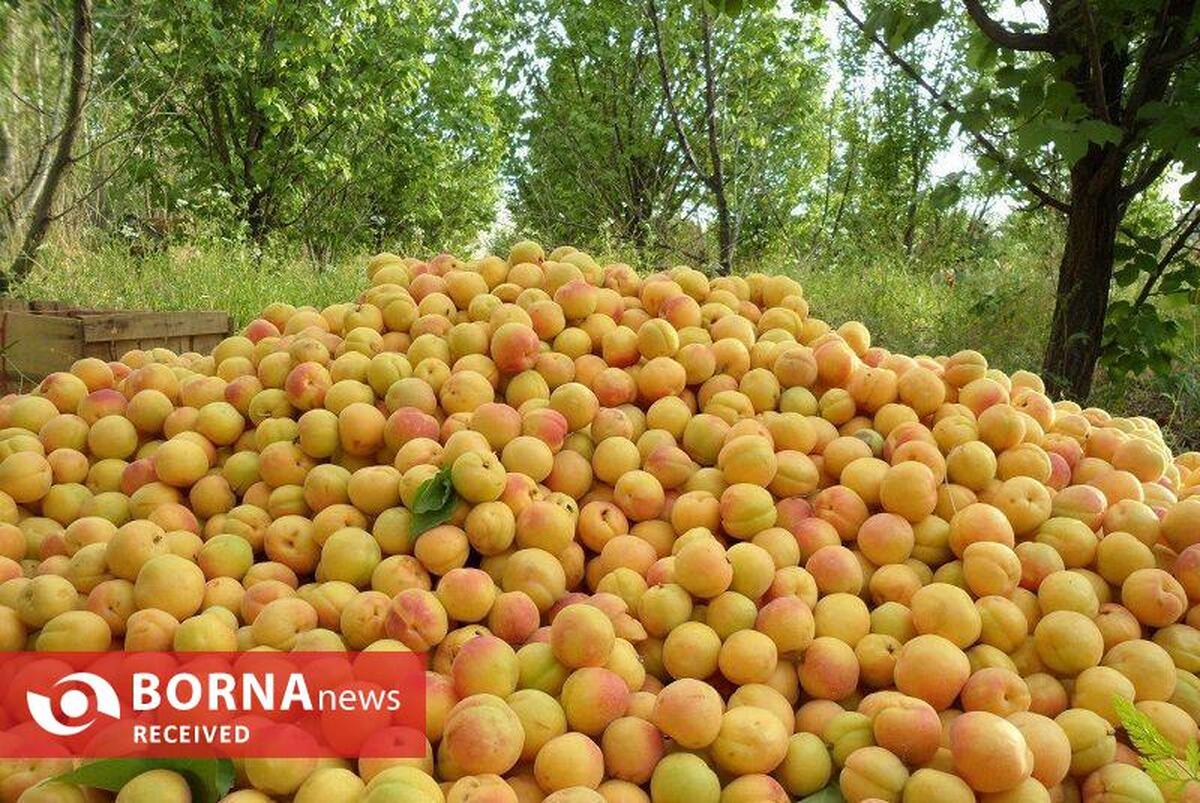 تهران، رتبه دوم کشور در تولید زردآلو