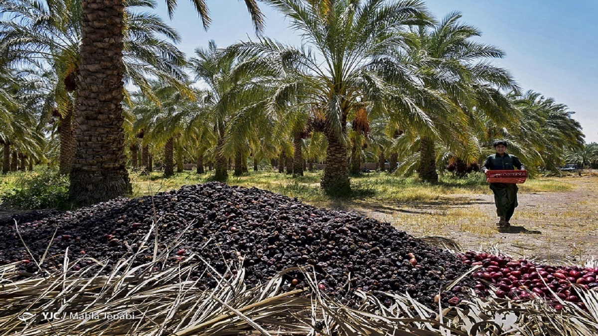 درخواست فعالان حوزه خرما از نامزدهای انتخابات ریاست جمهوری