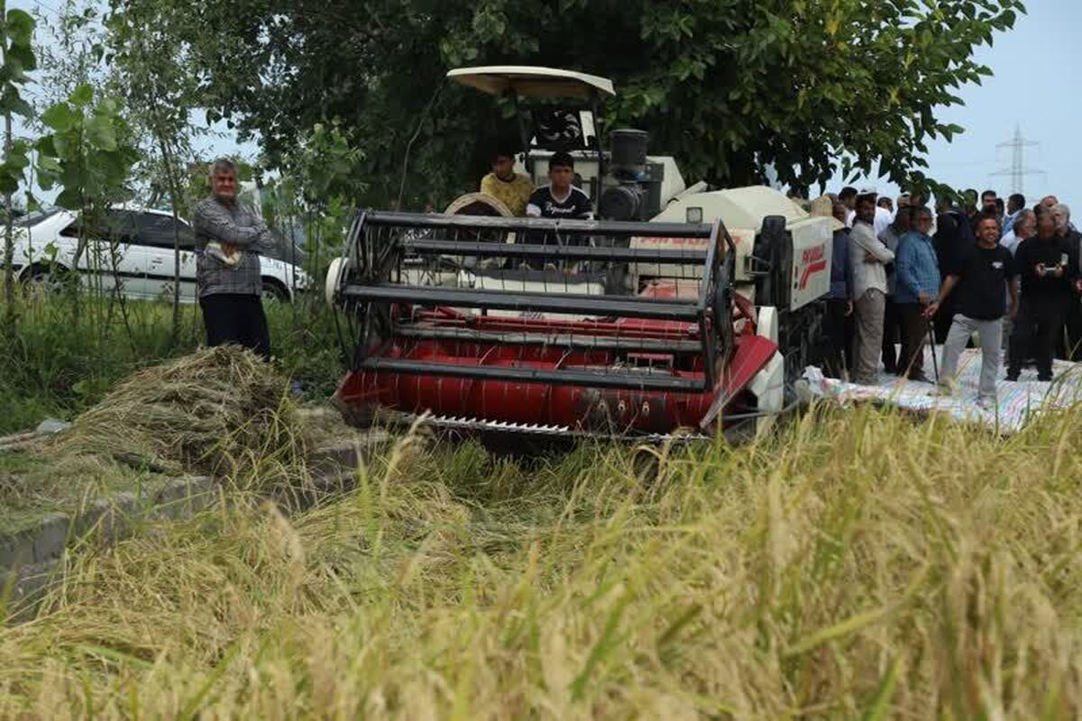 دولت و مجلس برای حل مشکلات برنجکاران مازندرانی؛ تعامل و عزم مشترک دارند