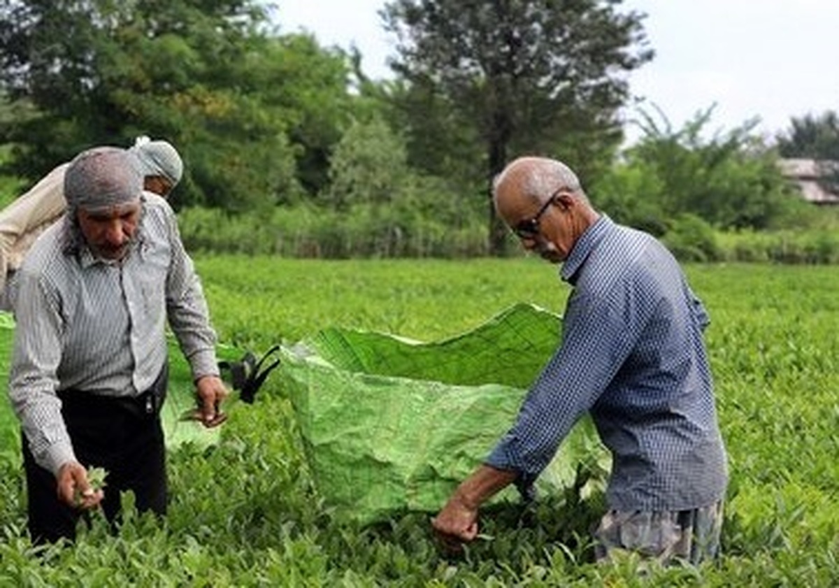 ۸۴ هزار تن برگ سبز چای از چای‌کاران خریداری شد