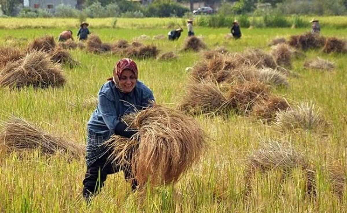 کشت ۶۵۰ هزار هکتار برنج در کشور